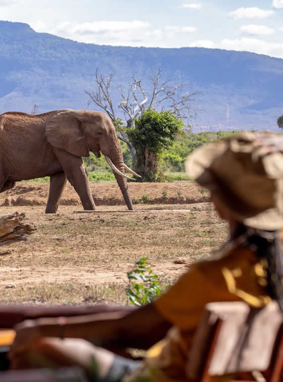 sentrim tsavo wildlife encounters